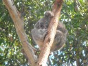 Koalahospitaal