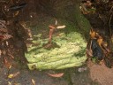 een groene steen