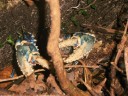 De blauwe/witte kreeft
