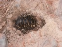 Carnarvon NP