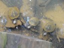 Schildpadjes