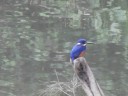 Eungella NP