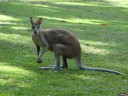 Cape Hillsborough