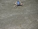 Cape Hillsborough - blauwe krabjes