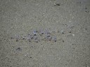 Cape Hillsborough