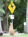 Cape Hillsborough