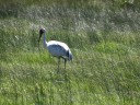 Gekke vogels
