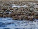 The Great Barrier Reef