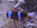 The Great Barrier Reef - Nemo
