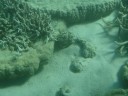 The Great Barrier Reef