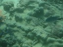 The Great Barrier Reef