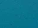 The Great Barrier Reef
