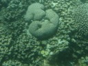 The Great Barrier Reef
