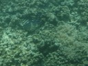 The Great Barrier Reef