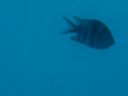 The Great Barrier Reef