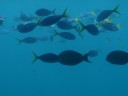 The Great Barrier Reef