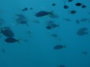 The Great Barrier Reef