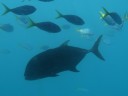The Great Barrier Reef