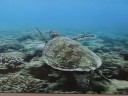 The Great Barrier Reef
