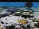 The Great Barrier Reef