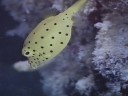 The Great Barrier Reef