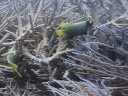 The Great Barrier Reef