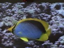 The Great Barrier Reef