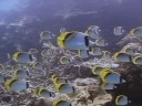 The Great Barrier Reef