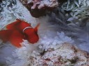 The Great Barrier Reef