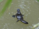 Platypus spotten