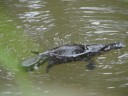 Platypus spotten