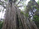 Curtain Fig Tree