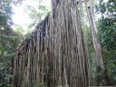 Curtain Fig Tree