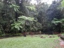 De Millaa Millaa Fals