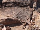 Springslang - Nitmiluk NP