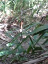 Litchfield NP