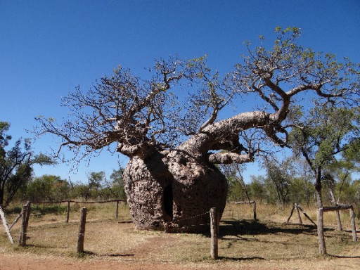 Boab Prison Tree