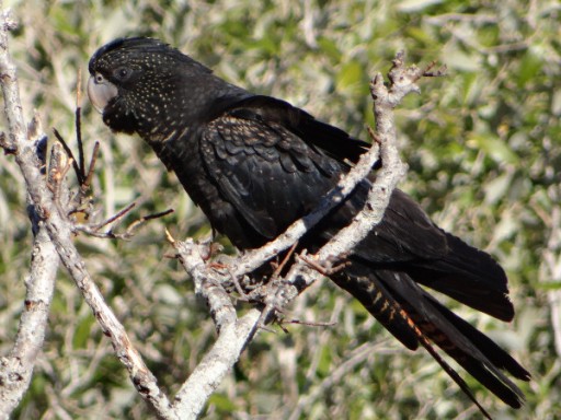 Vogeltje