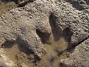 Dinosaurus voetafdruk
