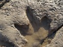 Dinosaurus voetafdruk