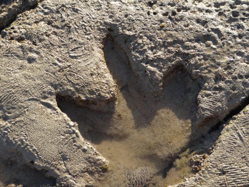 Dinosaurus voetafdruk | Foto | Australië - en Nieuw-Zeelandreis 2011-2012