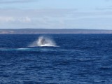Walvissen vanaf de boot!!