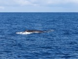 Walvissen vanaf de boot!!