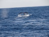 Walvissen vanaf de boot!!