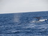 Walvissen vanaf de boot!!