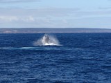 Walvissen vanaf de boot!!