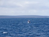Walvissen vanaf de boot!!