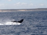 Walvissen vanaf de boot!!