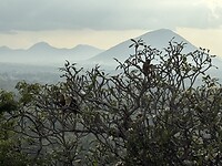 IMG_6739