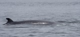 Walvis